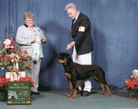 Best in Sweepstakes - Gulfstream Rottweiler Club Specialty