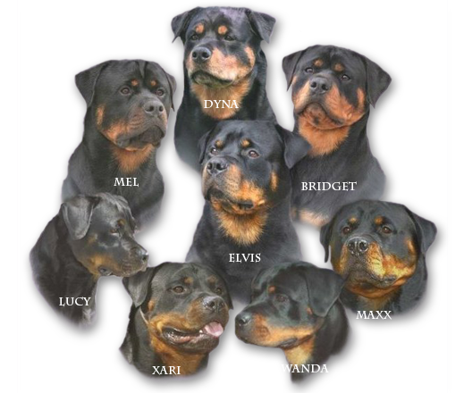 Falcon Crest Rottweilers